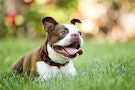 happy dog laying in grass ck23 unld