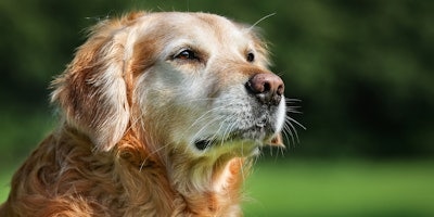 Senior dogs eating purina healthy aging dog food