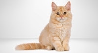 catbreed adobe stock