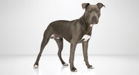 dog breed adobe stock