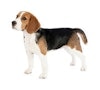 Dog Breeds with Light Shedding