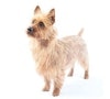 small breed dog
