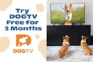 dogTV