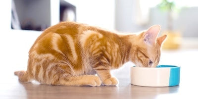 A little orange kitten eating from a blue and white bowl