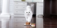 white cat in kitchen looking at Fancy Feast Classic Pate on plate