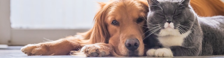 Dog and Cat