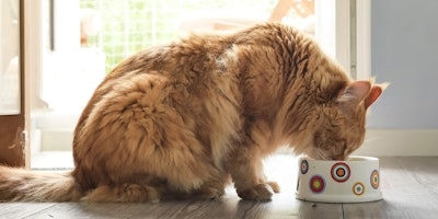 How much should I feed my cat in its bowl