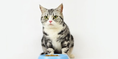 Cat at the bowl
