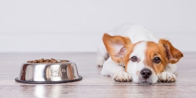 A dog is lying down