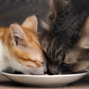 Cats eating Life's Abundance Grain Free Cat Food