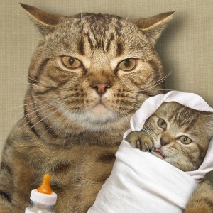 Daddy Cat Holding Baby